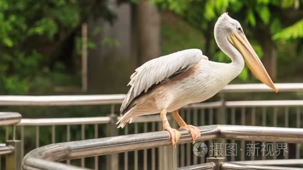 大白鹈鹕金属滑轨视频