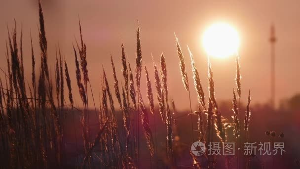 日落时天空的金色小时野草剪影视频