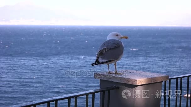 海鸥在蓝色的大海视频