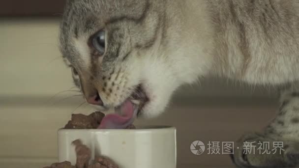 猫吃湿的食物，与肉慢动作素材视频片断