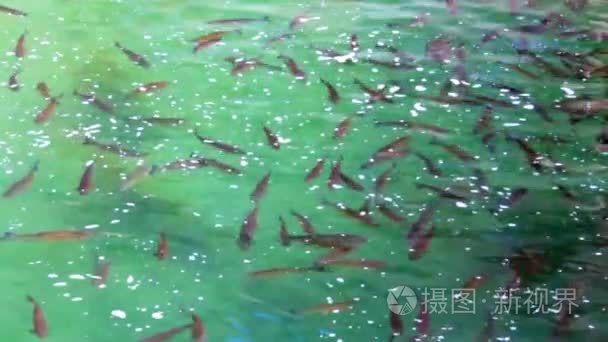 鱼在水中美丽神话般的翡翠河视频
