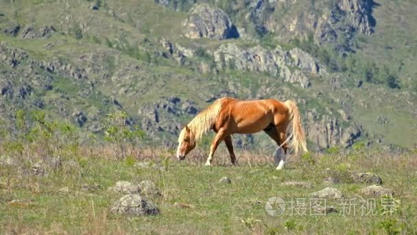 在阿尔泰山马