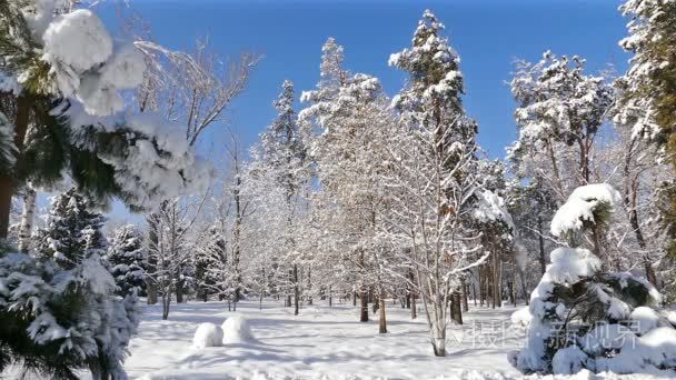 冬季公园树木降雪蓝蓝的天视频