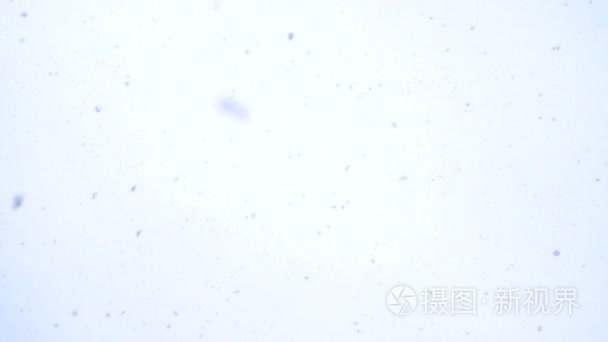 白色的雪来自冬季天空