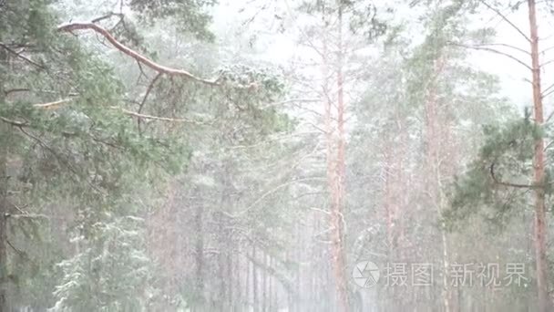 美丽的雪景淋浴在森林里视频
