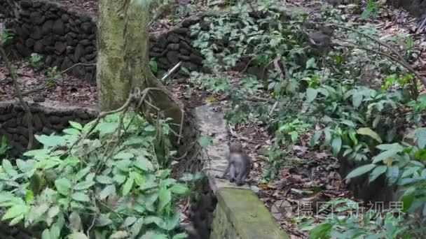 家族的猴子玩藤本植物的印尼的热带森林中