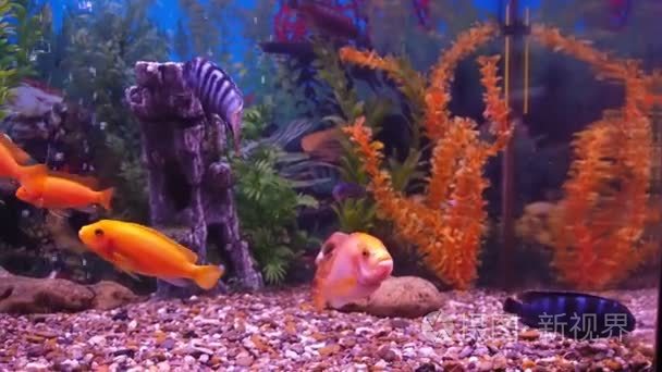 与彩色的慈鲷科鱼水族馆