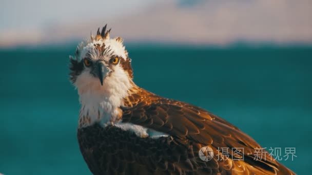 海洋的猛禽鱼鹰坐在红海的背景视频