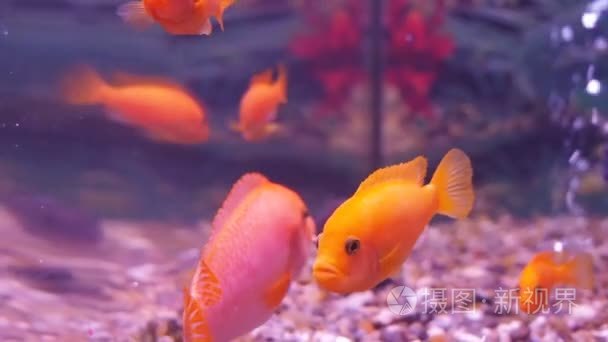 慈鲷科鱼水族馆视频