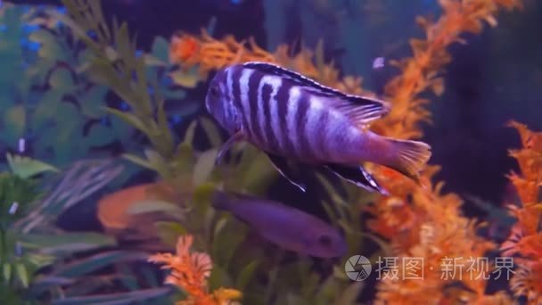 慈鲷科鱼水族馆视频