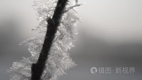 融霜对植物特写视频