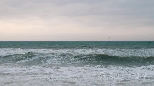 海鸥飞过沧海黎明之前