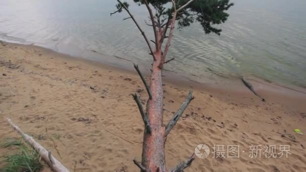 下降松树铺设在海底沙水岸边海岸线在夏天的晚上