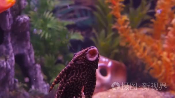 淡水水族馆鱼视频