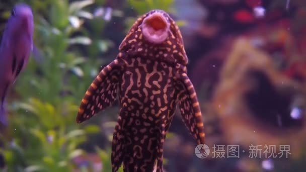 淡水水族馆鱼视频