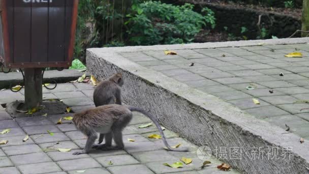 印尼的热带森林中的两个小猴子视频