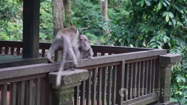 家庭对夫妇的猴子玩她的孩子在一个森林的热带印度尼西亚