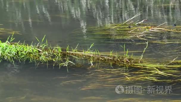 河与藻类和蜻蜓在夏天视频