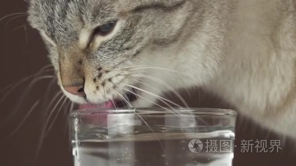 泰国猫喝水从玻璃慢动作素材视频