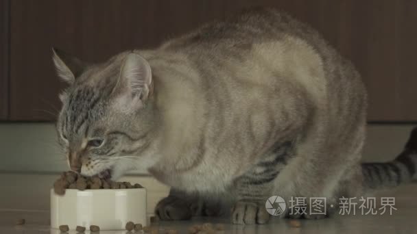 猫吃干粮慢动作素材视频