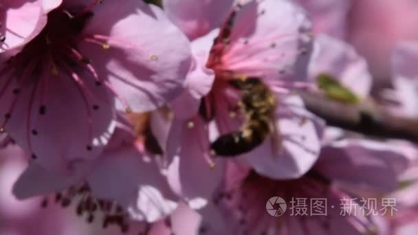 授粉的蜜蜂桃的鲜花视频