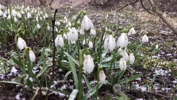 在春天的雪花莲视频