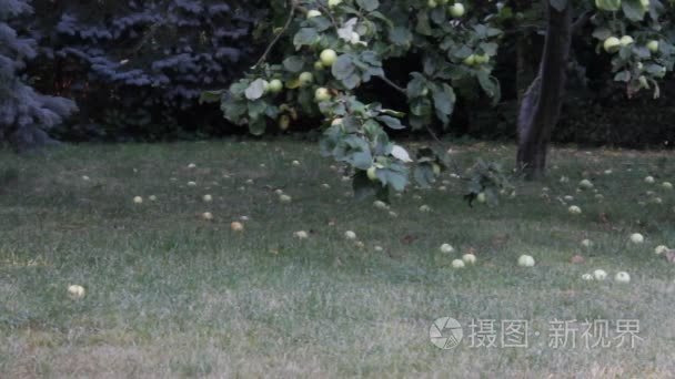 大群的苹果树下地上的青苹果视频