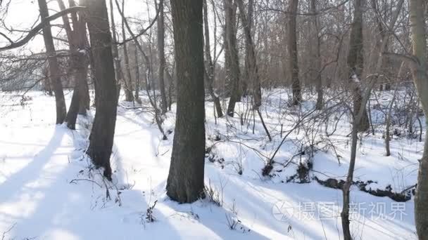 树木森林冬雪景观自然冰冻的河视频