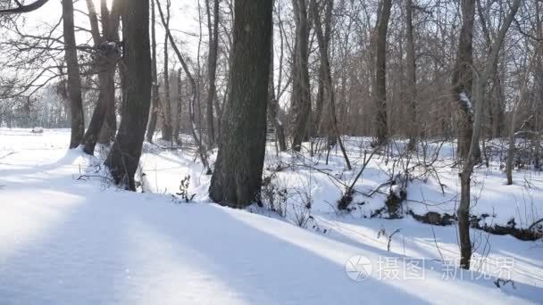 树木森林冬雪冻结河的自然景观视频