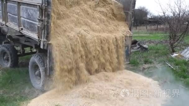 水稻的皮疹浪费从拖车的身体视频