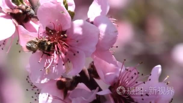 授粉的蜜蜂桃的鲜花视频