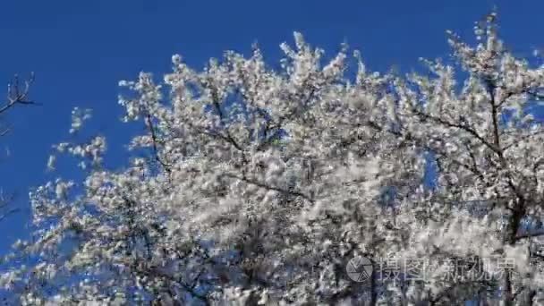 盛开的樱花梅花视频