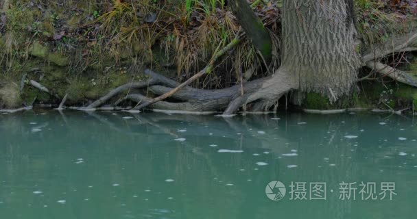 河边的树成长。秋季景观