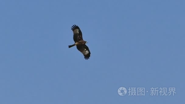 黑鸢飞上天空视频