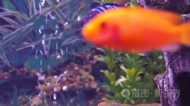 慈鲷科鱼水族馆视频