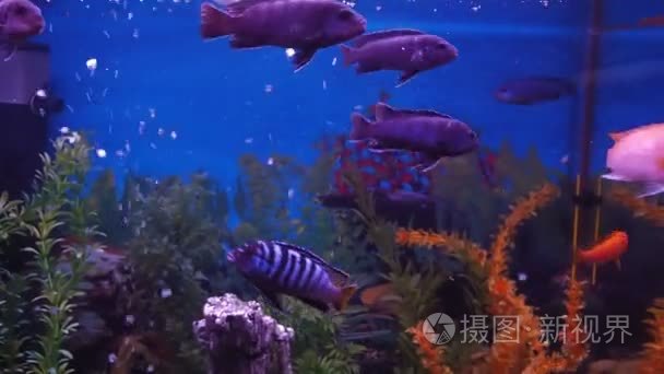 慈鲷科鱼水族馆视频