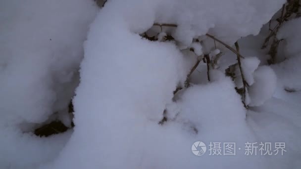 冬季松林与雪飘素材视频视频