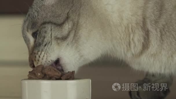 猫吃湿的食物，与肉慢动作素材视频片断