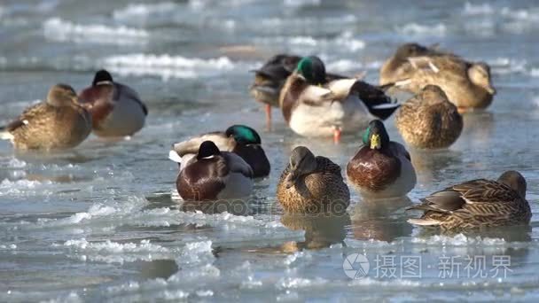 鸭子嬉戏在水中和在冰上视频