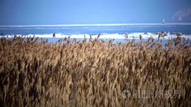 蓝蓝的天空背景上干藤波视频