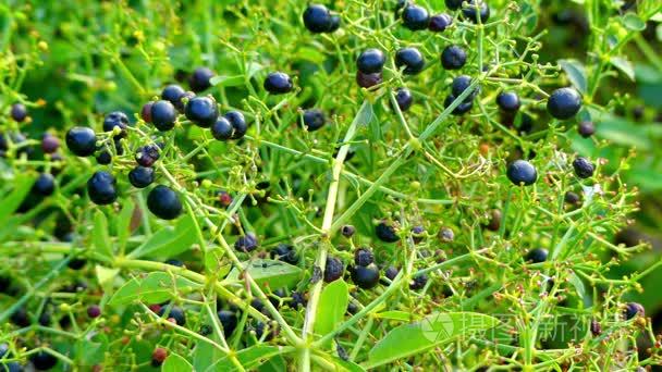 茜草 常见茜草或戴尔的茜草,多年生草本植物物种属于 bedstraw 和咖啡