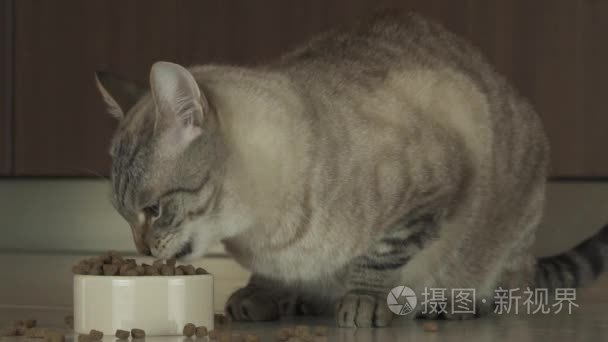 猫吃干粮慢动作素材视频