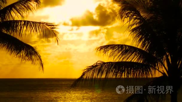棕榈树和日落夏威夷视频