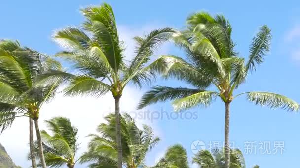 棕榈树在风夏威夷吹视频
