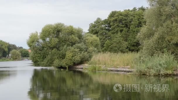 灰色的苍鹭 苍鹭 飞行哈维尔 德国勃兰登堡 河沿岸。典型的河柳树尝试与岸上的芦苇