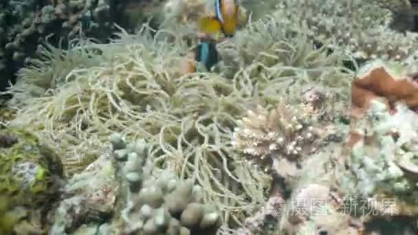 在海葵小丑鱼条视频