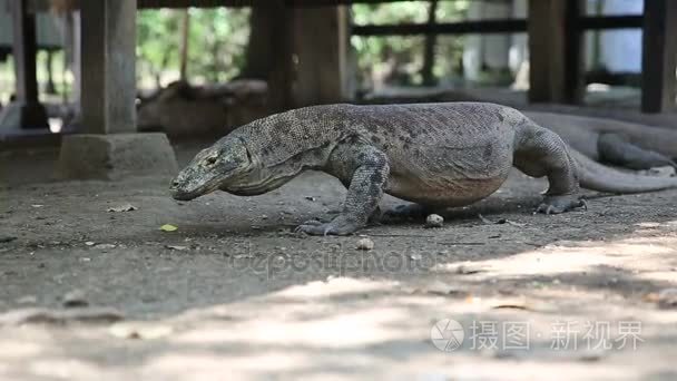 在世界上，林卡岛，印尼最大的蜥蜴科莫多龙