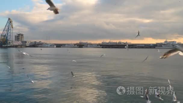 海鸟飞过沧海