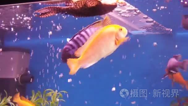 首页水族馆的鱼视频