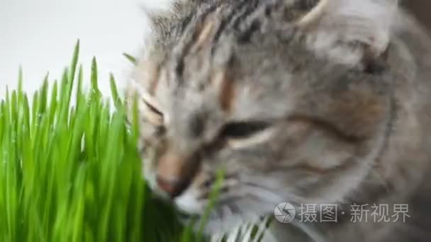 快乐猫吃新鲜绿草